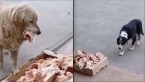 Un boucher offre des restes de viande aux chiens errants devant son commerce