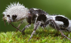 Découvrez la fourmi-panda, cet adorable insecte chilien à la piqûre extrêmement douloureuse