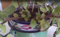 Ce jardinier malin plante des allumettes dans la terre. Le résultat est stupéfiant !