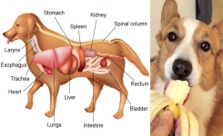 Aliments qui peuvent tuer votre chien et que vous consommez régulièrement