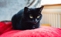 Pourquoi les chats noirs ont-ils mauvaise réputation?