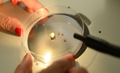 Maladie de Lyme : l'efficacité d'une pommade antibiotique doit encore être prouvée