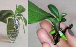 Comment propager une orchidée à partir d’une feuille