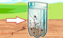 Un piège simple et efficace de vous débarrasser définitivement des mouches