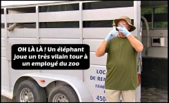 OH LÀ LÀ ! Devant les visiteurs, un éléphant joue un très vilain tour à un employé de zoo