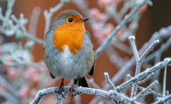 Pourquoi le charmant rouge‑gorge pourrait venir s’installer chez vous