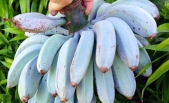 Découvrez cette variété de bananes bleues au goût de glace à la vanille