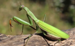 La mante religieuse : Ce que signifie la présence de cet insecte selon certaines croyances