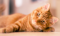 En quoi les chats roux sont différents des autres chats ?