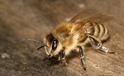 Un nouveau type d'abeille a des dents et mange de la viande !