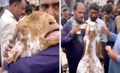 Il est obligé de vendre sa chèvre par manque d'argent, mais elle ne veut pas le laisser partir et pleure désespérément
