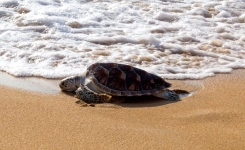 Les tortues n'avaient plus autant pondu depuis 20 ans en Thaïlande, sur les plages désertées par les touristes