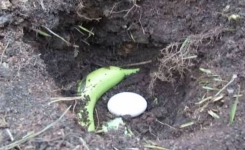 Il a mis un œuf et une banane dans le sol ! Le résultat est Magnifique