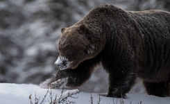 Des ours à moitié endormis errent en Sibérie, sortis d’hibernation à cause d’un climat trop chaud