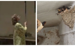 Une femme est surprise en train de détruire 50 nids d'hirondelles avec un balai
