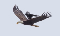 Le photographe a pris une série de photos uniques d’un corbeau chevauchant le dos d’un pygargue à tête blanche en plein vol