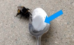 Vous avez trouvé une abeille qui ne peut plus voler ? Un expert vous dit ce que vous devez faire pour sauver sa vie