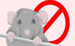 5 astuces pour se débarrasser des souris à la maison naturellement