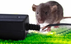 Débarrassez-vous des souris pour de bon grâce à des astuces naturelles