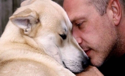 Une étude démontre que les chiens comprennent les émotions humaines