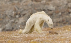 Cet ours polaire amaigri et affamé devient un symbole triste du réchauffement climatique