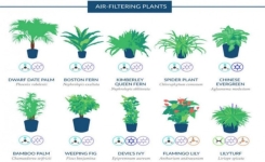 10 plantes pour purifier l'air dans votre maison! Recommandé par la NASA