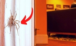 Pourquoi il ne faut pas écraser les araignées à la maison ?