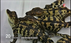 Crocodiles : une affaire de viandes et de peaux