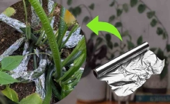 Mettez une boule de papier aluminium sur vos plantes : vous vous débarrasserez de 5 problèmes pour de bon