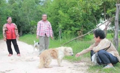 Un chien fidèle attend son maître pendant 4 ans à l’endroit même où il les a perdus
