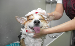 Recette de shampooing fait maison pour chien anti-puces rapide à fabriquer