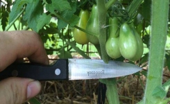 Cette astuce 100% naturelle vous permettra d'augmenter votre récolte de tomates