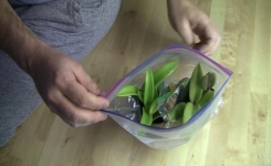 Comment propager une orchidée à partir d’une feuille à maison en rien de temps