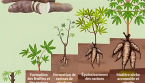 Combien de temps faut-il pour cultiver le manioc ?