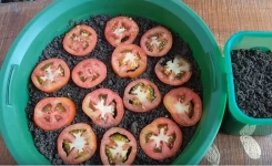 Les moyens les plus simples de cultiver des tomates pour ne plus jamais en acheter !
