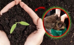 Comment les cheveux peuvent-ils servir d’engrais pour fertiliser les plantes ?