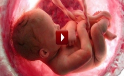 Une étonnante vidéo résume les 9 mois de vie d'un fœtus en quelques minutes