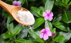 🌸 Protégez Vos Fleurs avec du Bicarbonate de Soude : Une Astuce Naturelle et Efficace