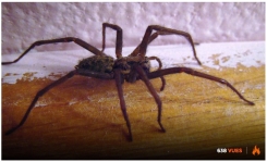 Astuces efficaces pour éloigner les araignées définitivement de chez vous