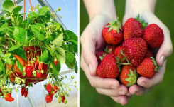 Le secret pour faire pousser de belles fraises à la maison