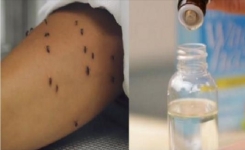 Voici comment faire un chasse-moustiques ultra-puissant avec de la vanille… Un Truc Très Efficace!