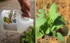 Astuces pour améliorer la croissance de vos plantes et le sol de votre jardin
