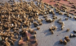 Bayer a accidentellement financé une étude qui montre que les pesticides tuent les abeilles