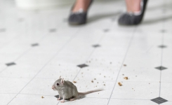 3 astuces naturelles vous débarrasseront des rats et des souris pour de bon !