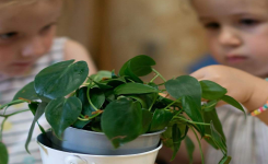 Les plantes : Quel est l’intérêt pour l’enfant ?