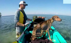 Un homme sauve un chien affamé seul sur une île isolée et le ramène à la maison
