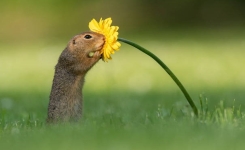 Un photographe a capturé le moment précis où un écureuil s'arrête pour renifler une fleur