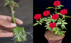 Le Secret de l'Aloe Vera pour Faire Pousser des Roses à l'Infini !
