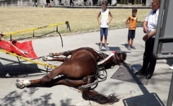 Le cheval meurt d'épuisement alors qu'il tirait une calèche pour touristes à plus de 36° à l’ombre