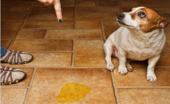 Astuces pour empêcher les chiens d’uriner sur votre trottoir ou votre maison